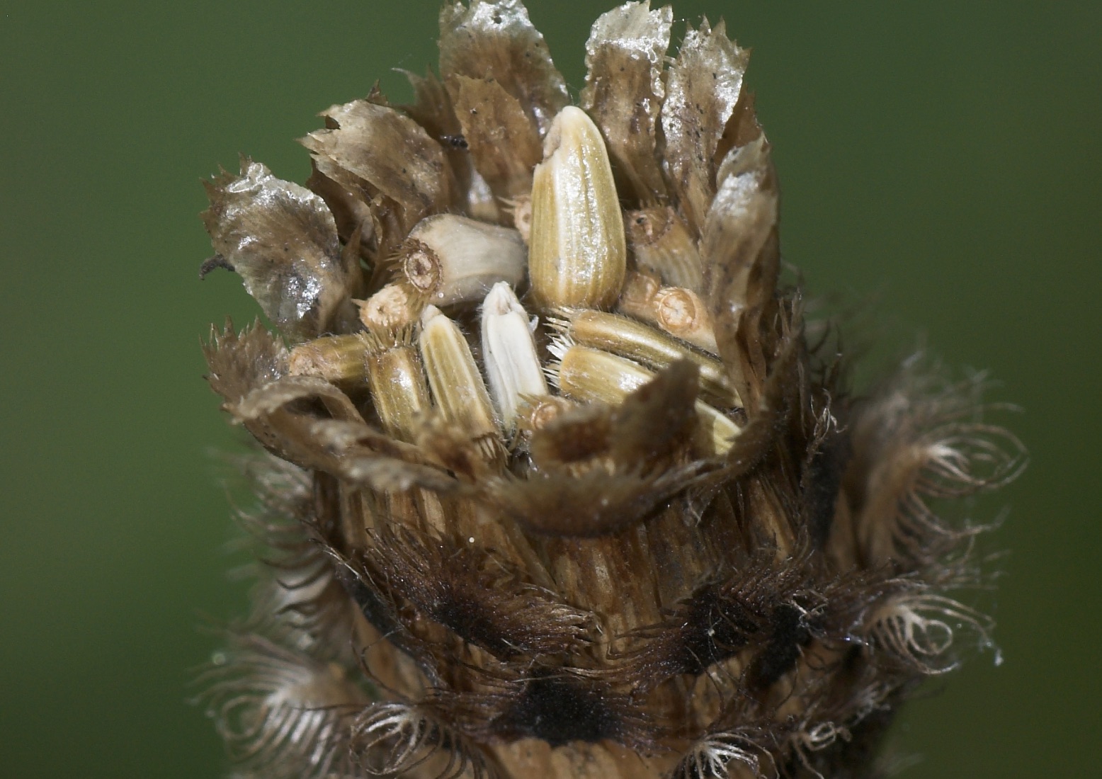 Charles Flower Workshop 2: Propagating Wildflowers