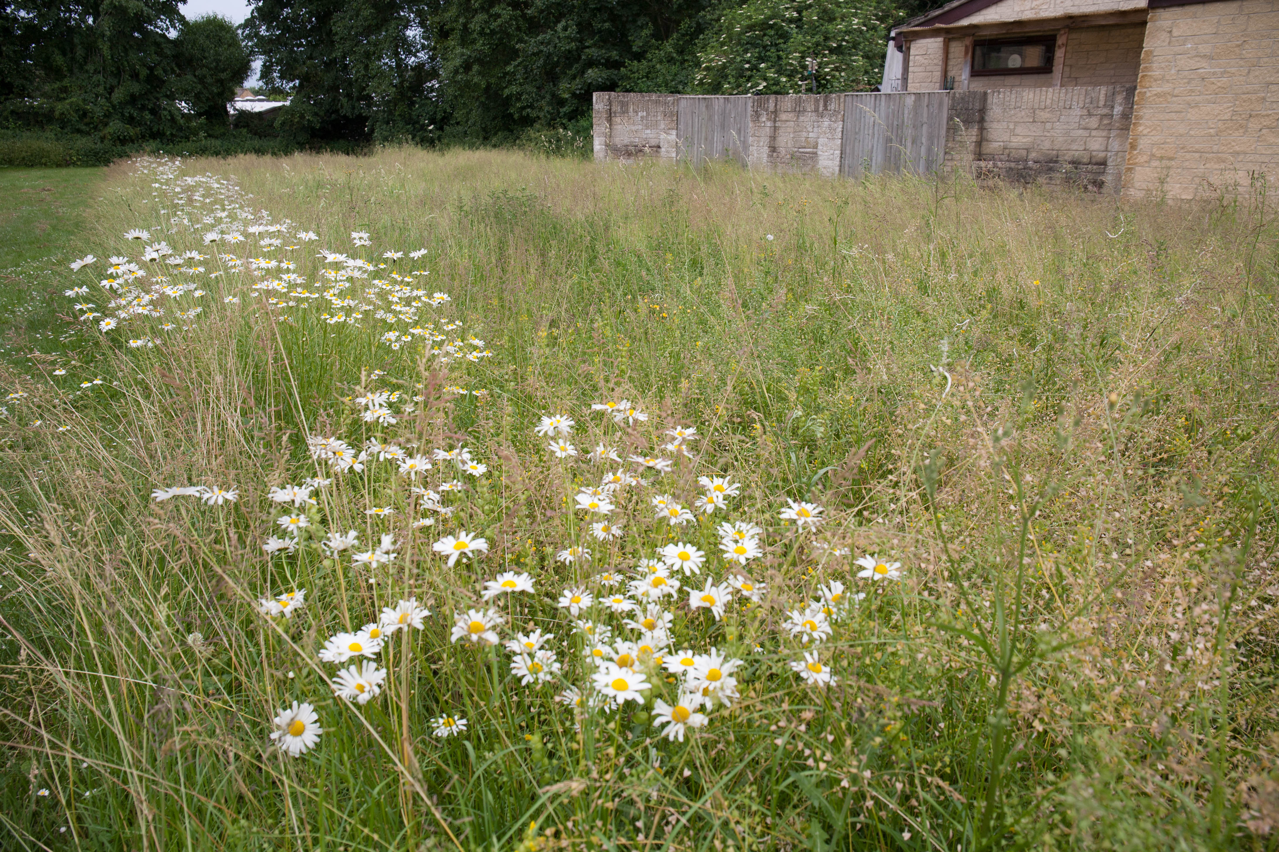 Join in the final stage of Eynsham's Meadow Creation!