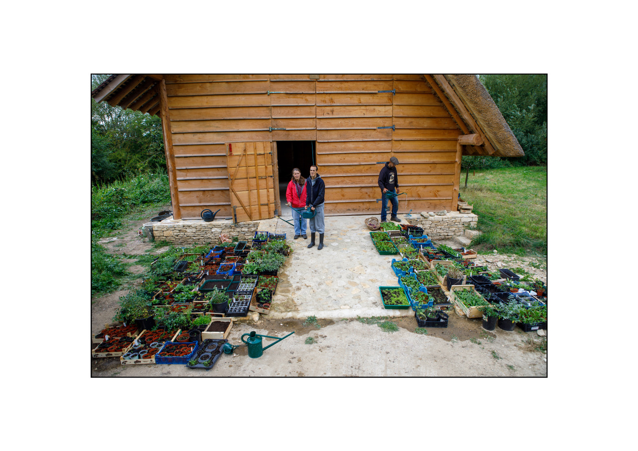 Planting Rare Wildflowers in Carnival Meadow