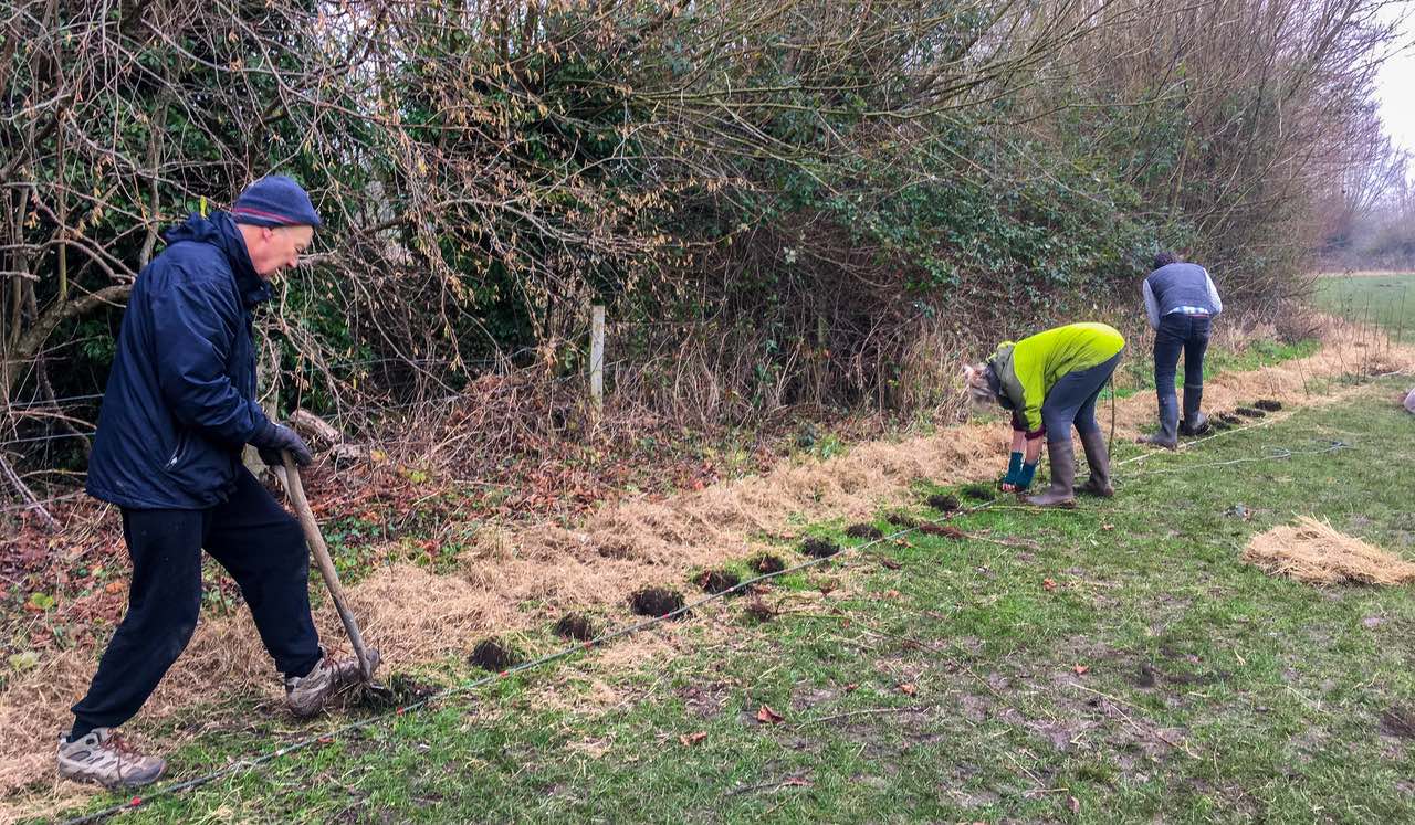 Another hedge-planting opportunity