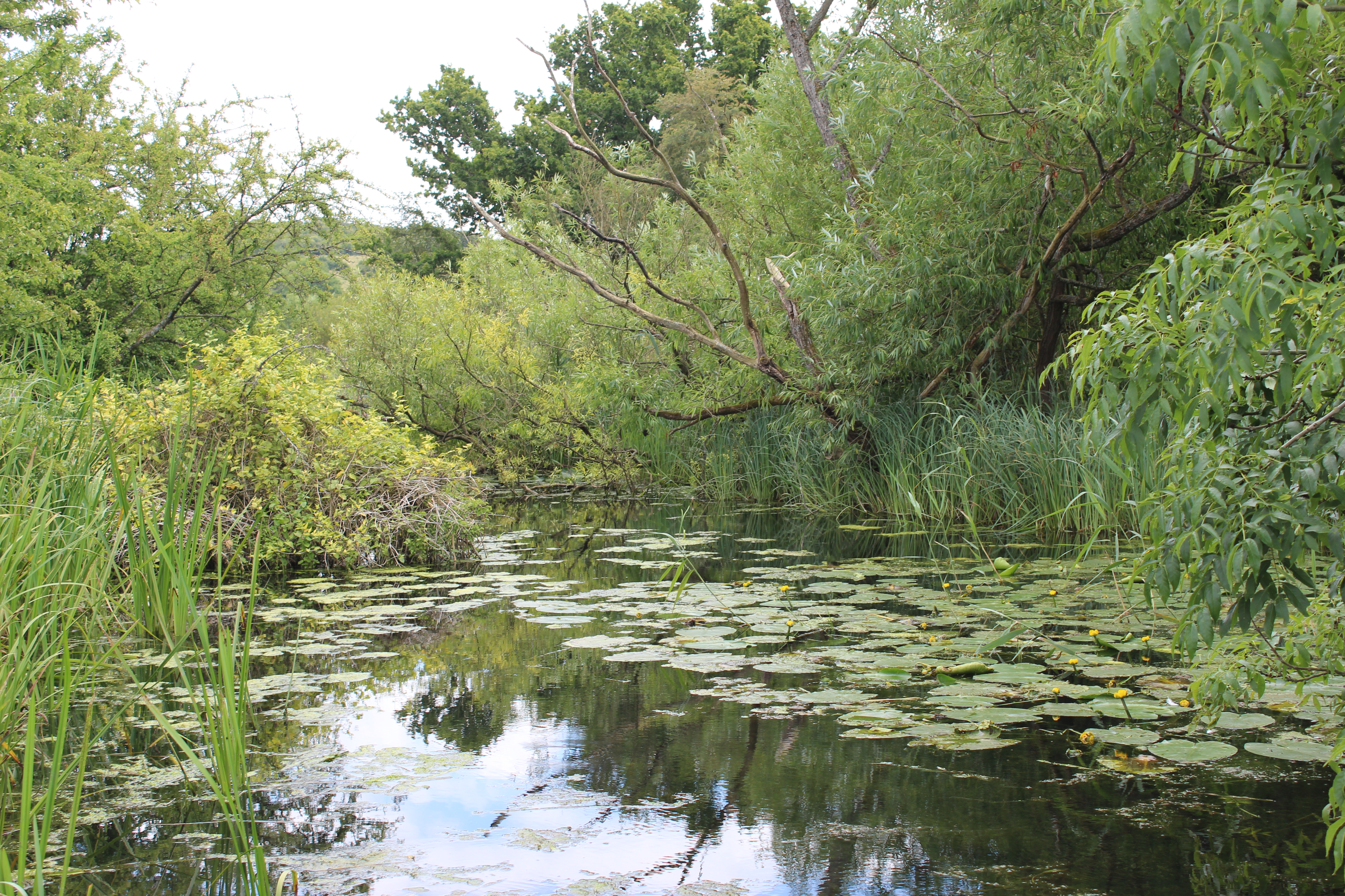 Learn to survey for water voles on Long Mead