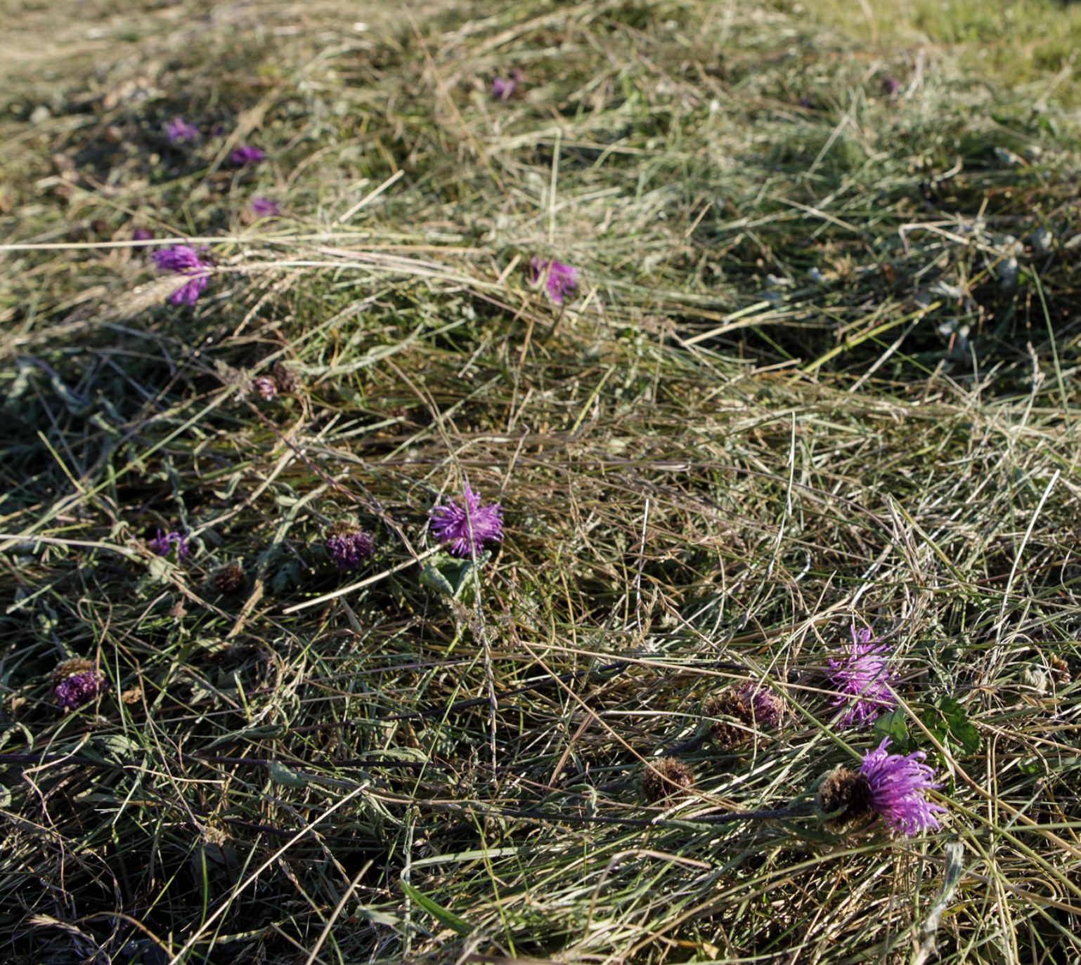 Calling Budding Botanists and Slinky Scythers