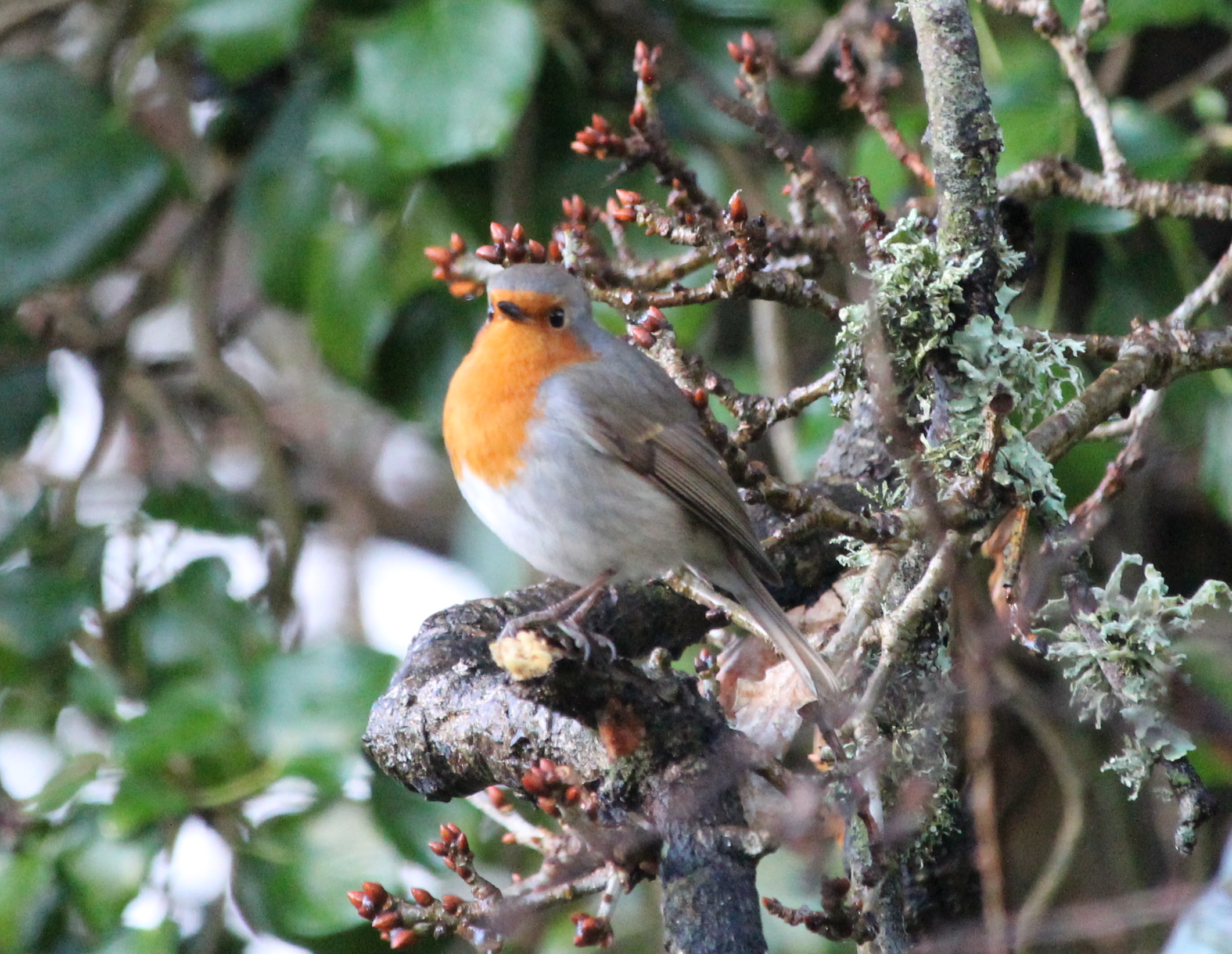 Bird ID Walk: Learn your Tweets and Hoots