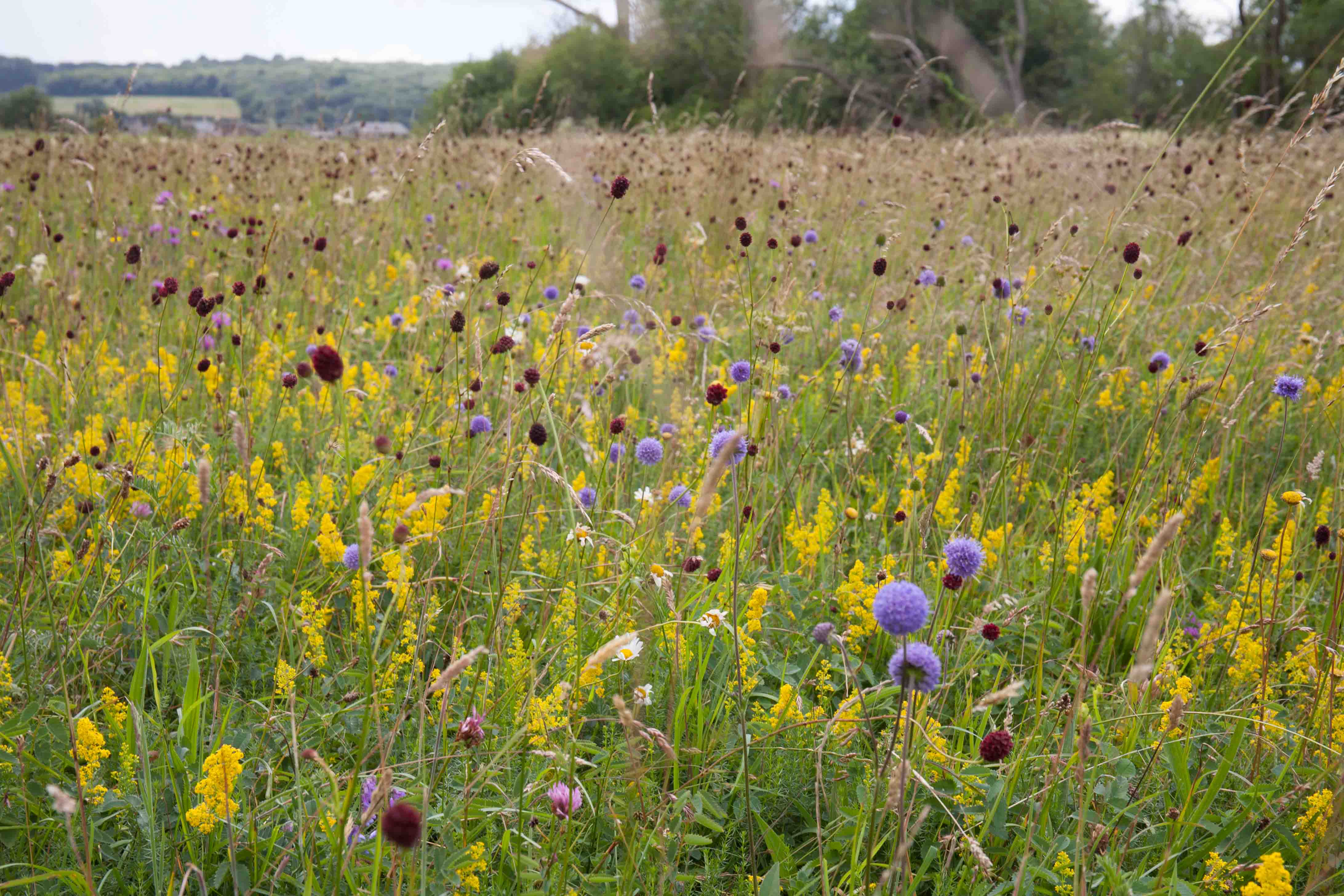 Come and picnic in Long Mead's Wildflower Meadow and help pot on this year's wildflowers