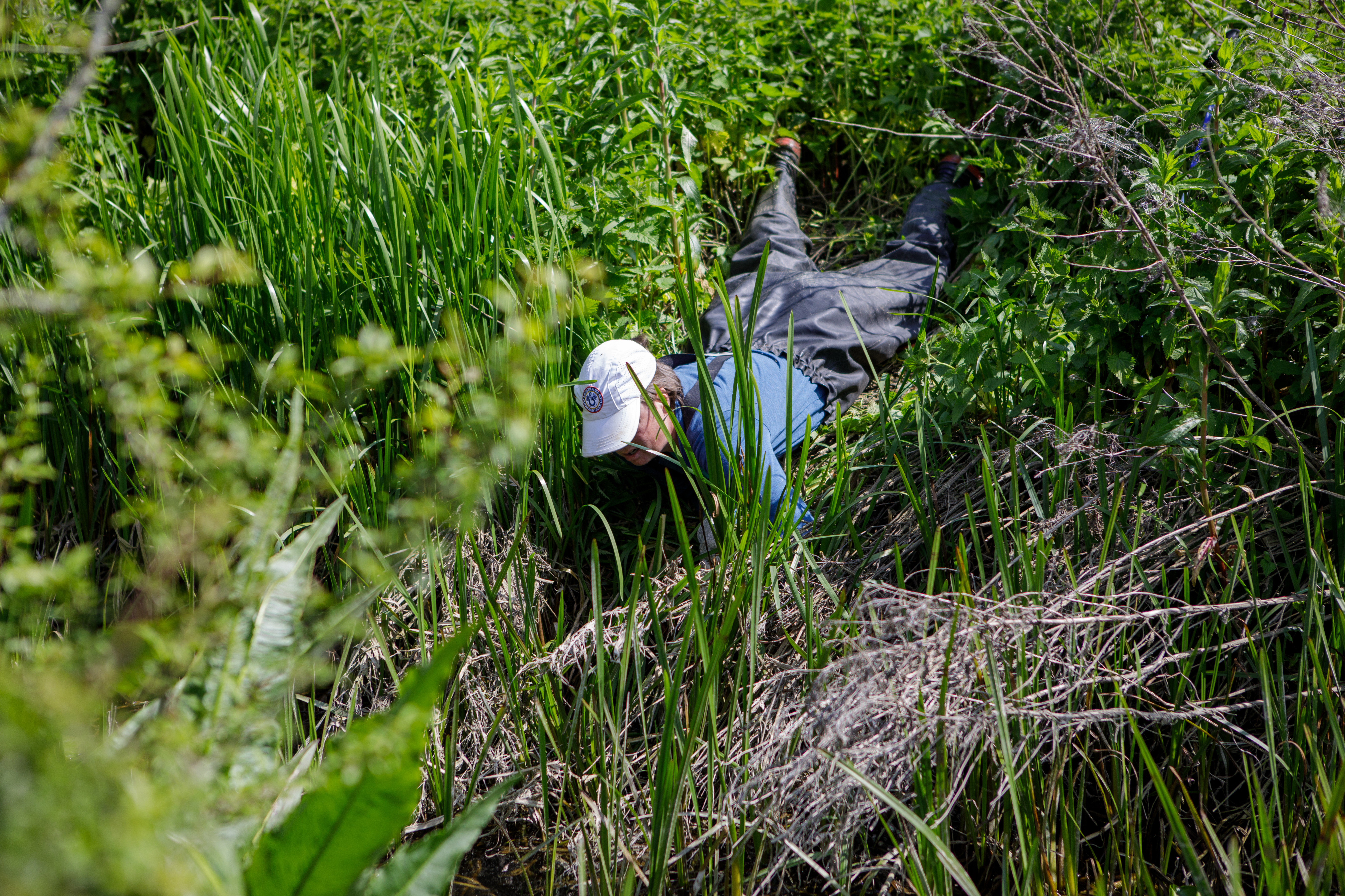 Water Vole Survey