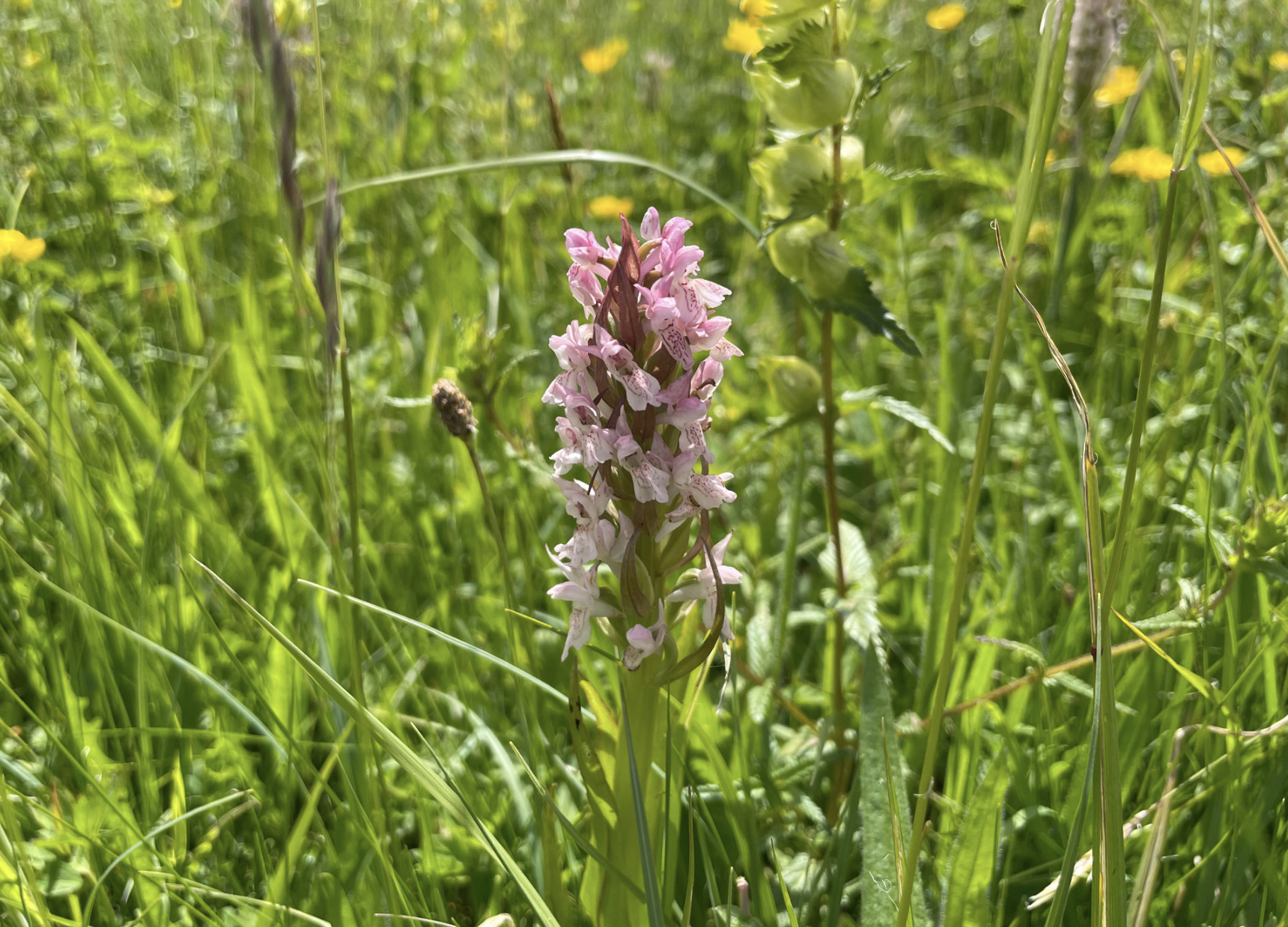 Surveying Eynsham's wild plants