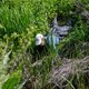 'I'm sure I saw signs of water voles somewhere around here ...'