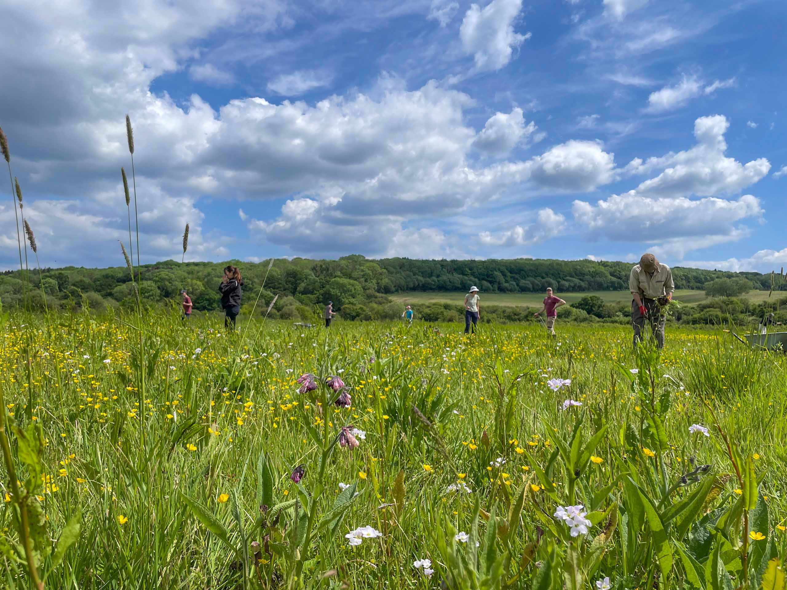 Join us in the Meadows for a Midsummer pot-on, picnic and Butterfly survey!
