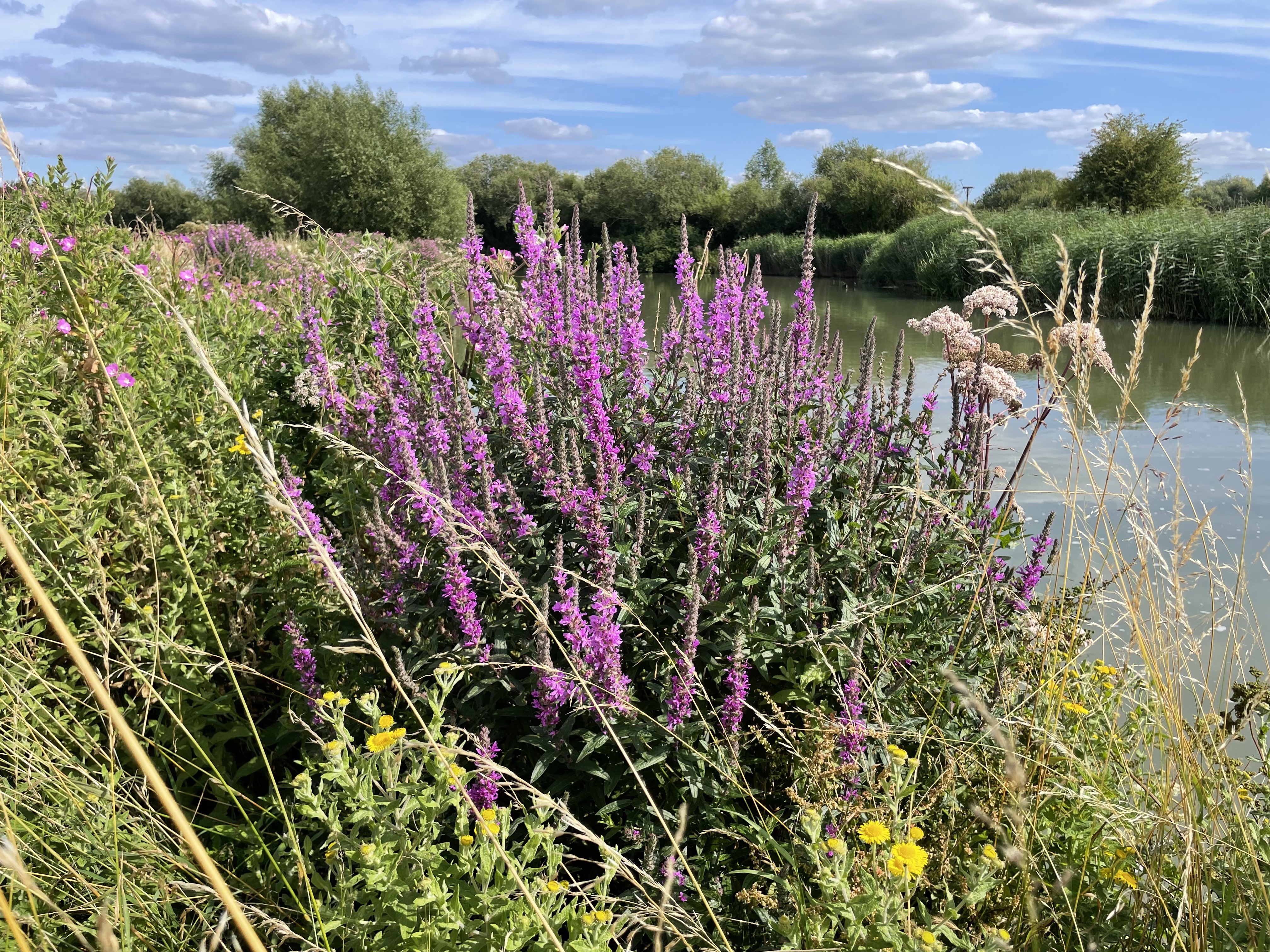 Eynsham's Wildflower Meadows: potting on and planting out