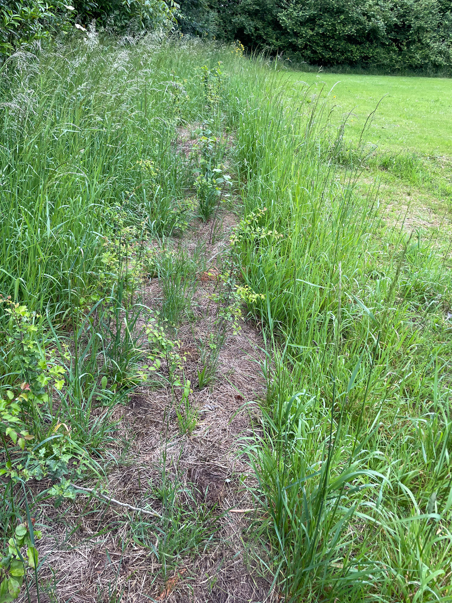 A Hedge in Time - a kilometre of 'linear forest to plant'!