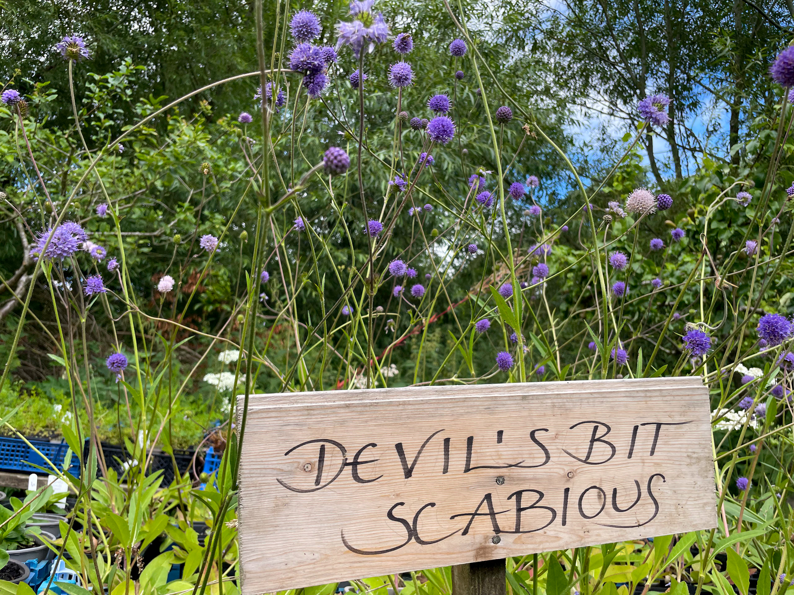 Eynsham's Wildflower Meadows: planting out