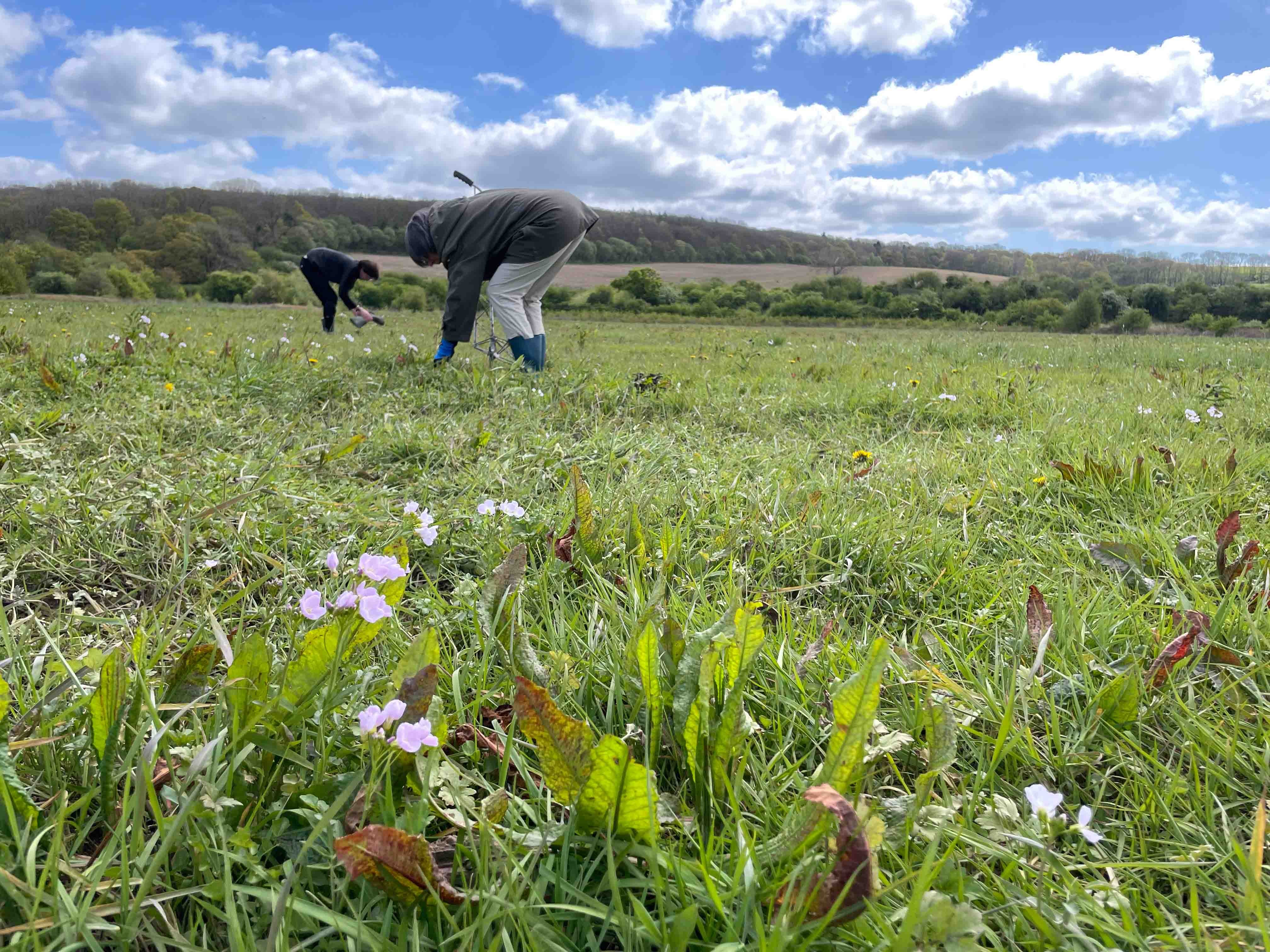 Eynsham's Wildflower Meadows: potting on and planting out!