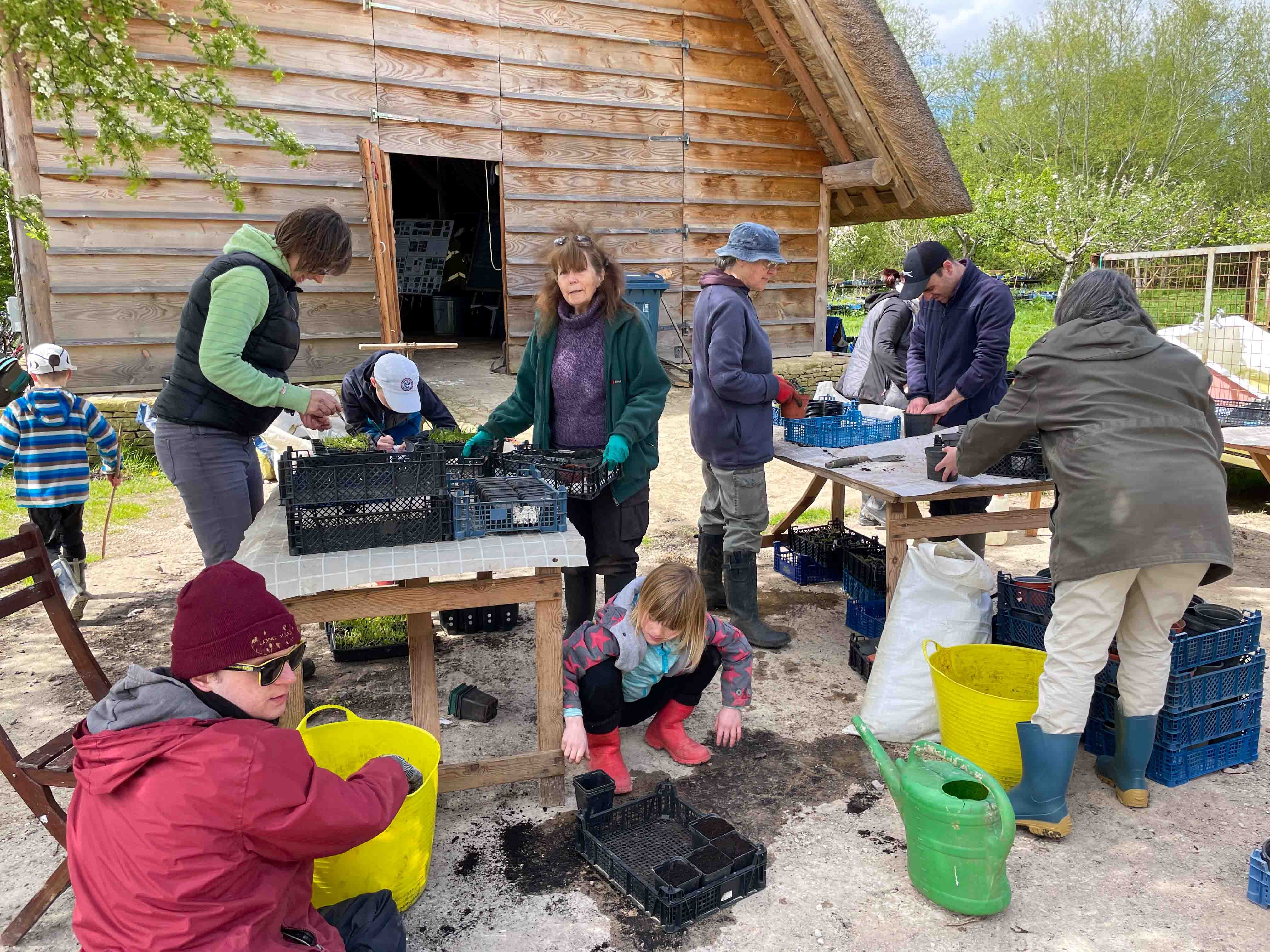 Eynsham's Wildflower Meadows: potting on and sowing