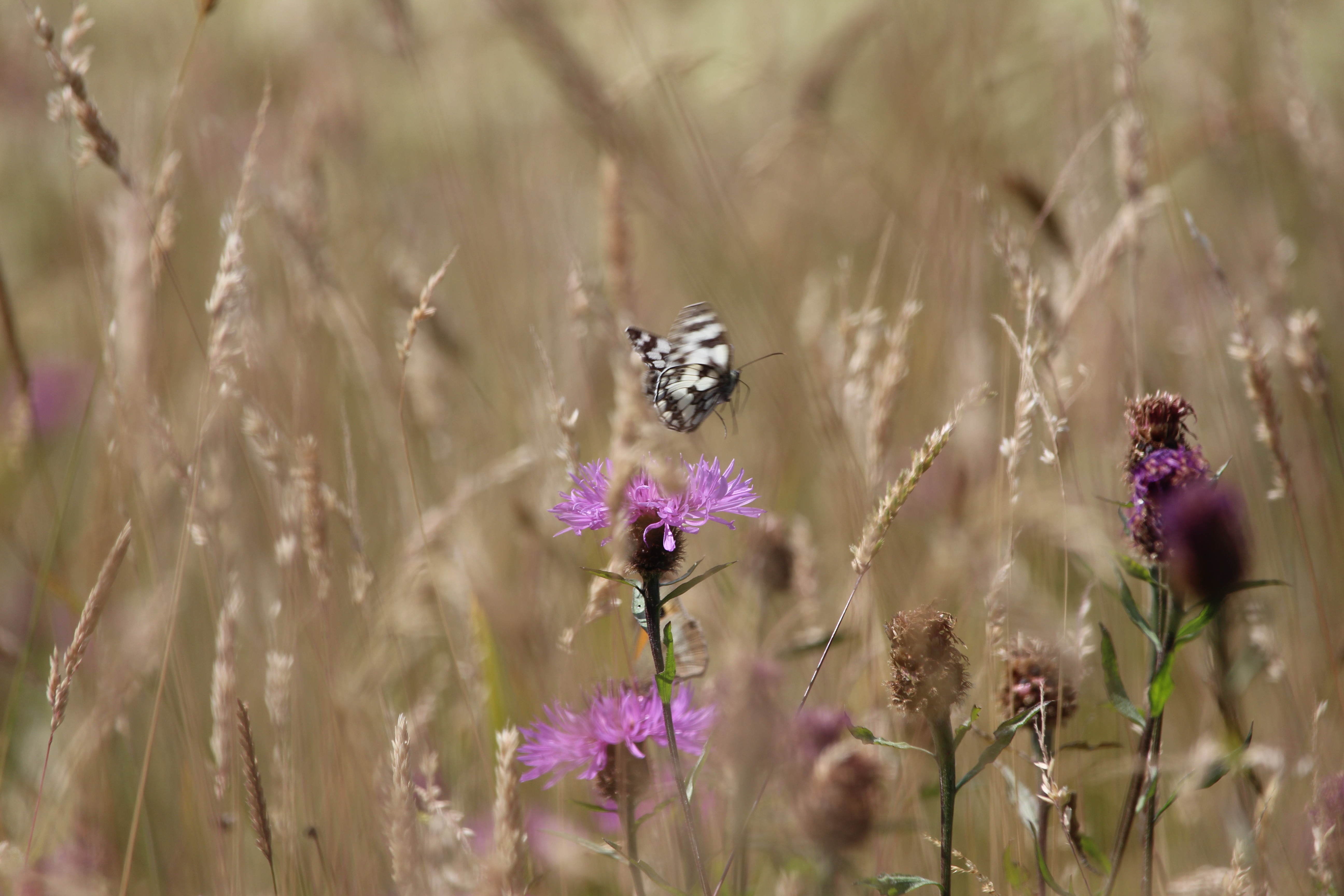 The Great Big Photography Competition