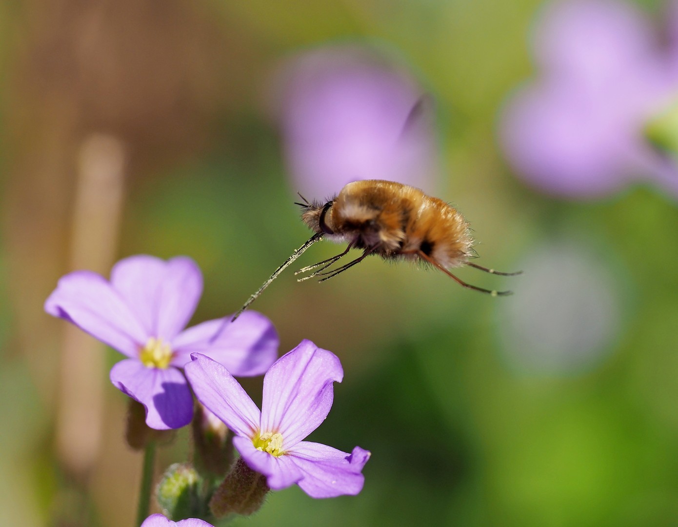 Wild Arts Workshop: Invertebrates