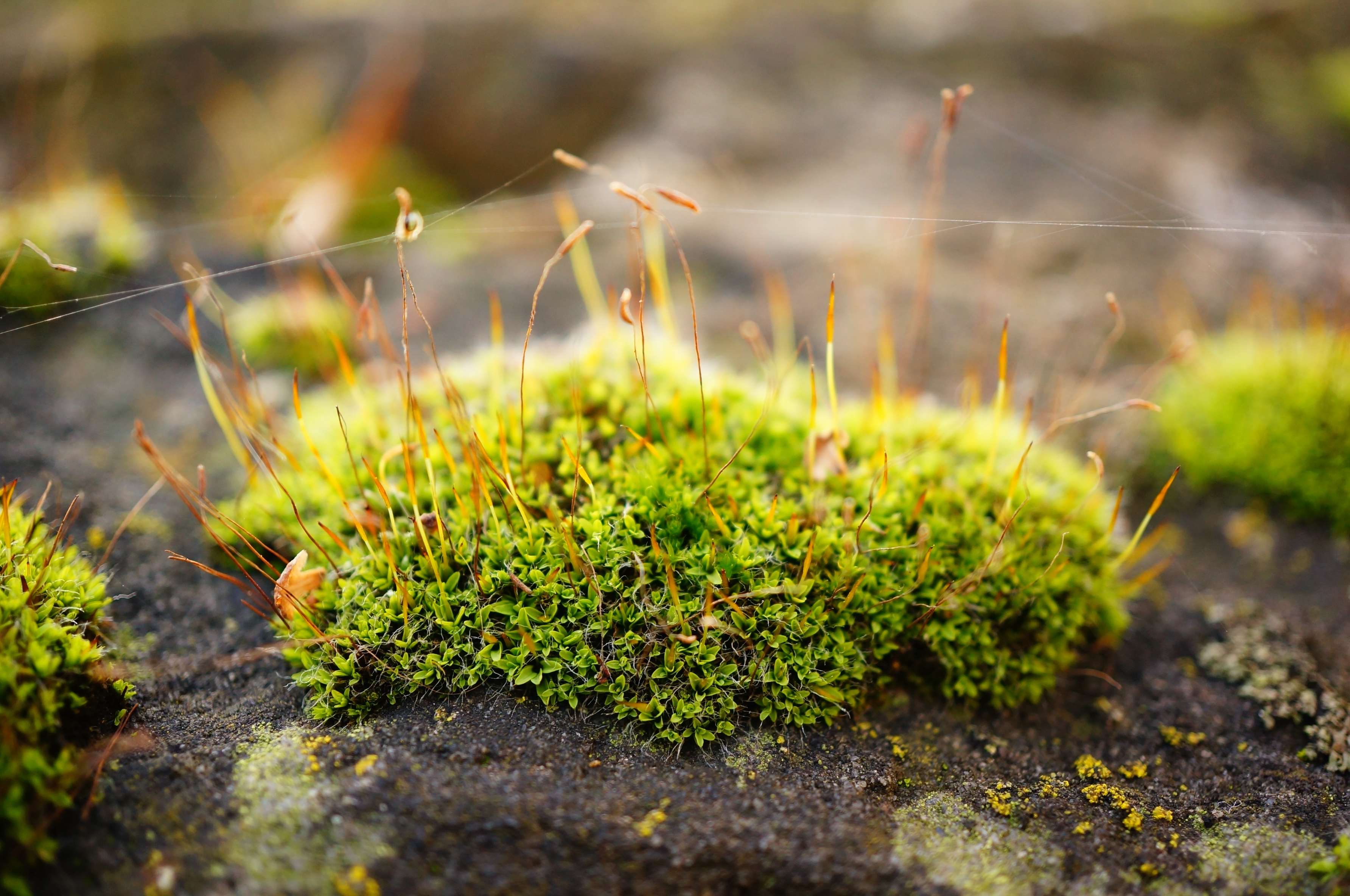Wild Arts Workshop: The Magic of Moss
