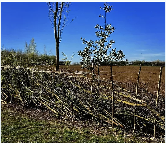 Hedge-laying Workshop - Day One