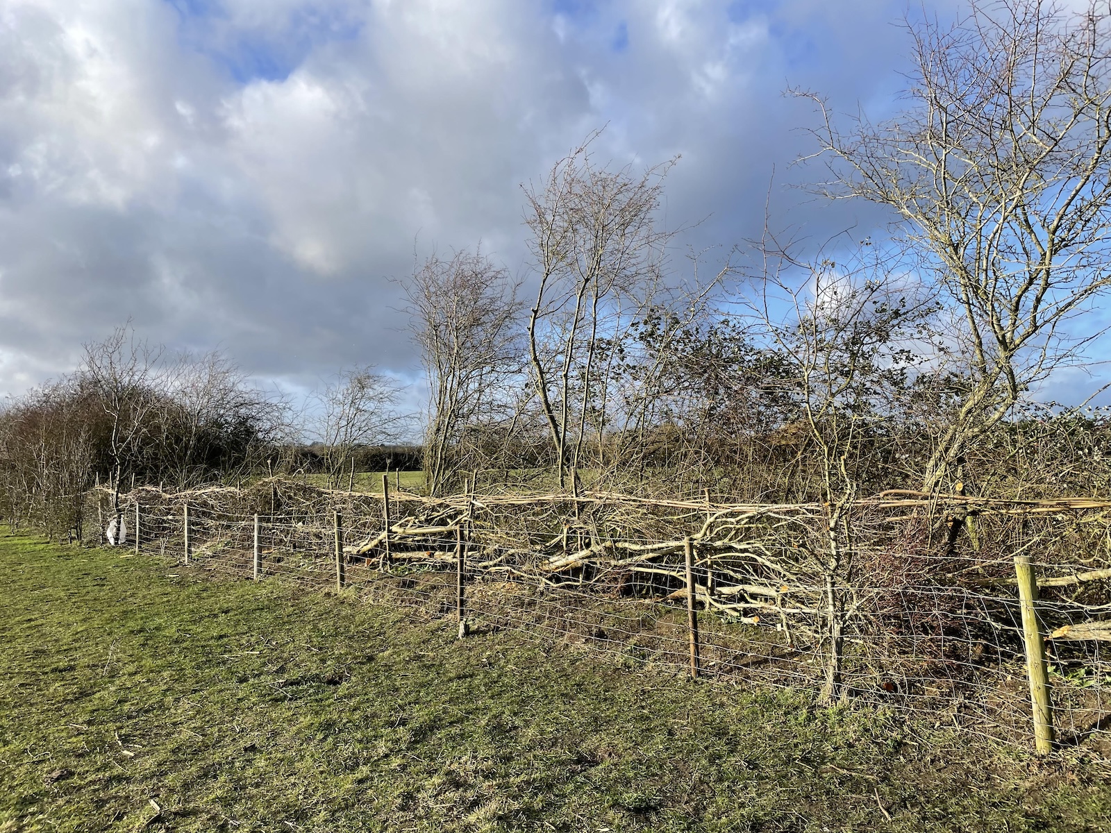 Hedge-laying Workshop - Day Two