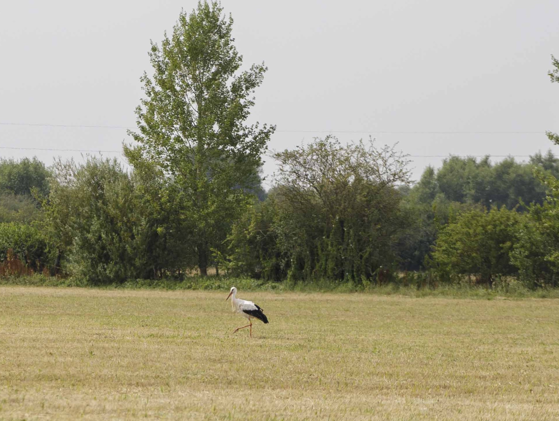 Visiting Stork