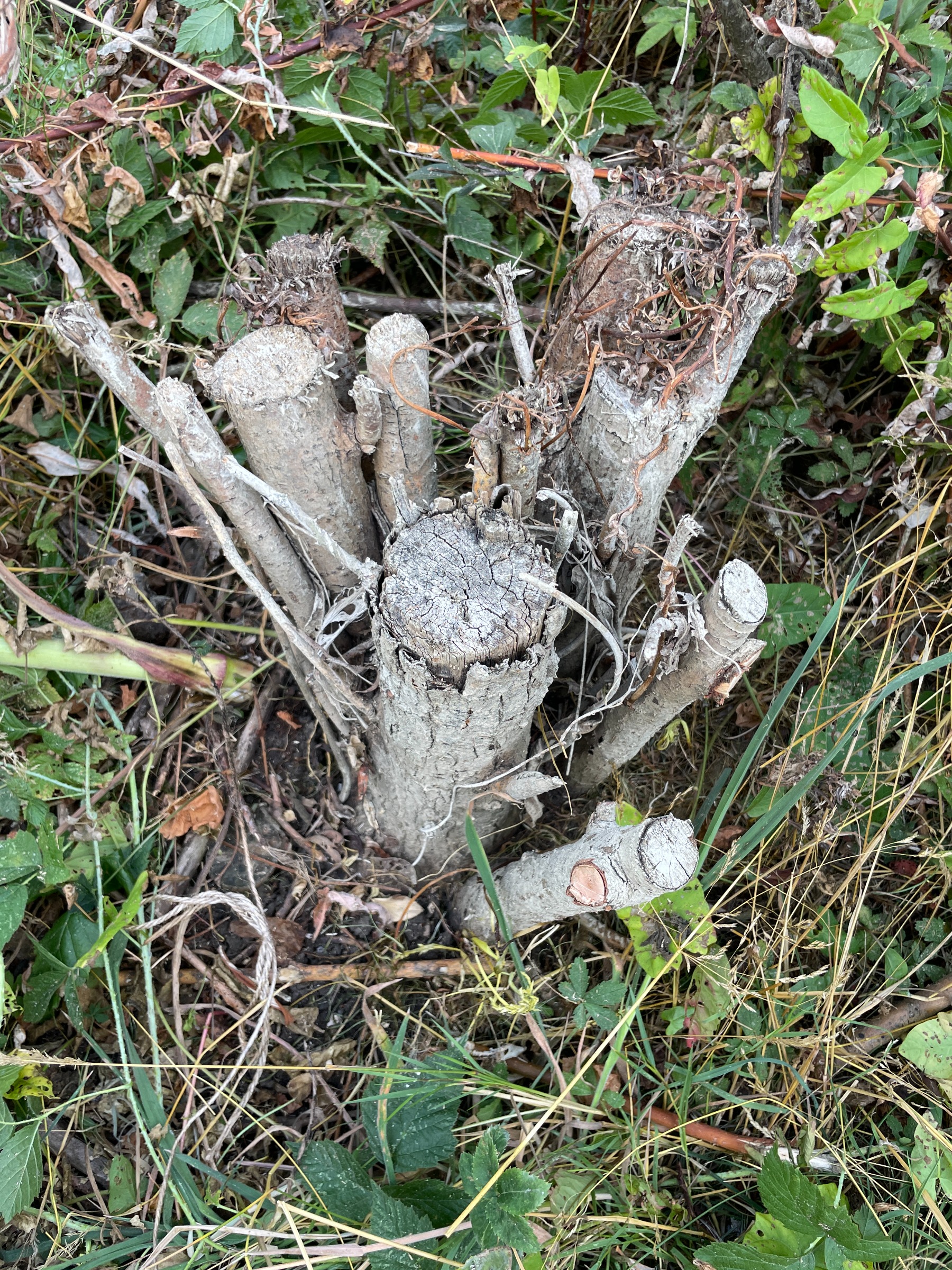 willow stump