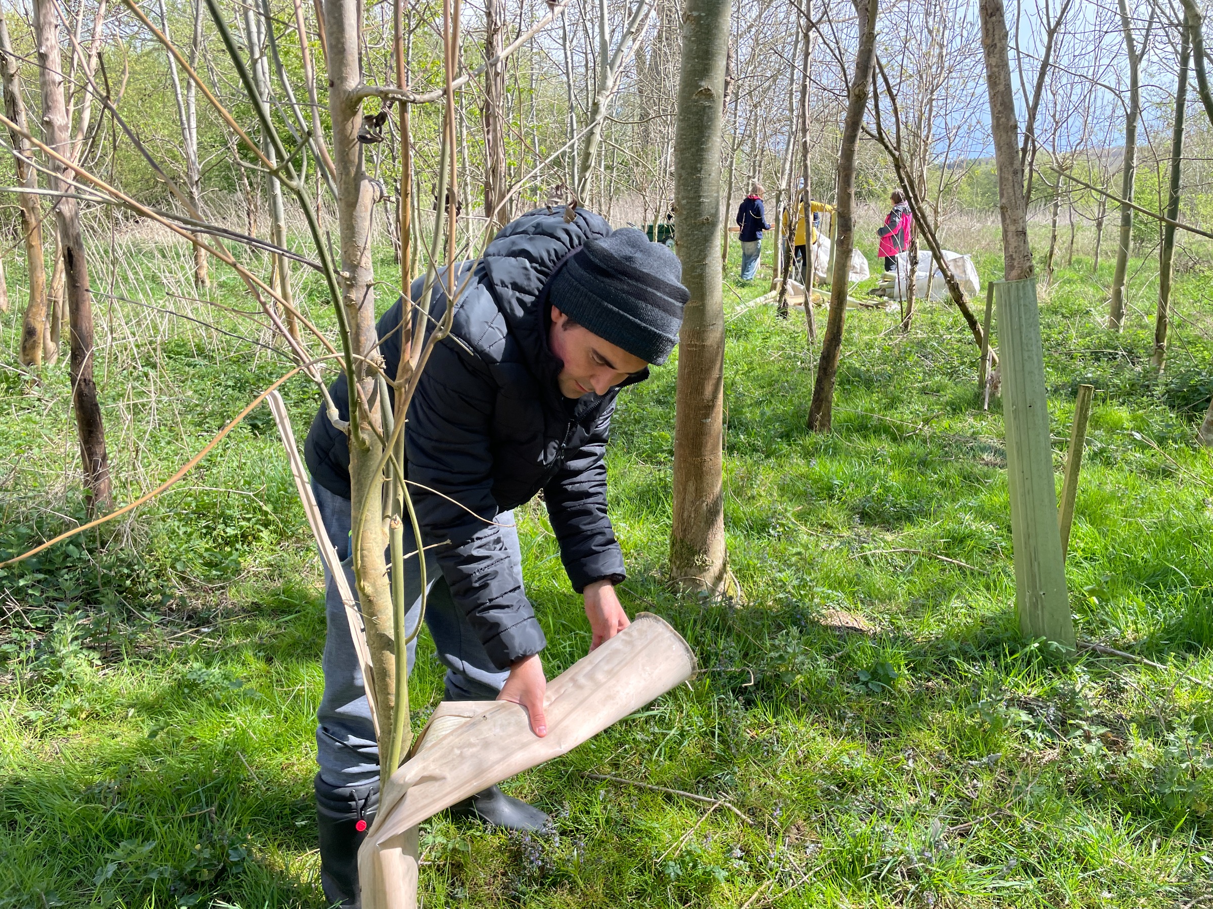 Removing tree guards