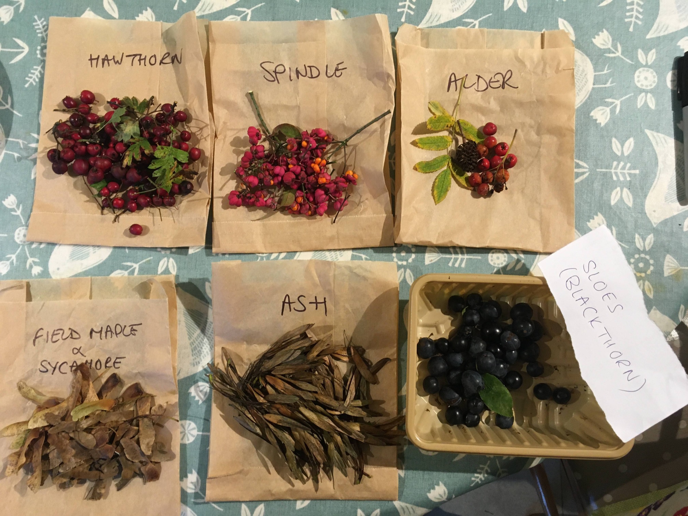 tree seeds