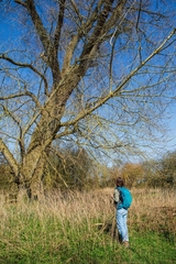 Trees