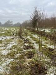 Hedge_Neyotts_2025