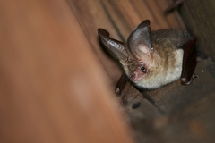 mammals