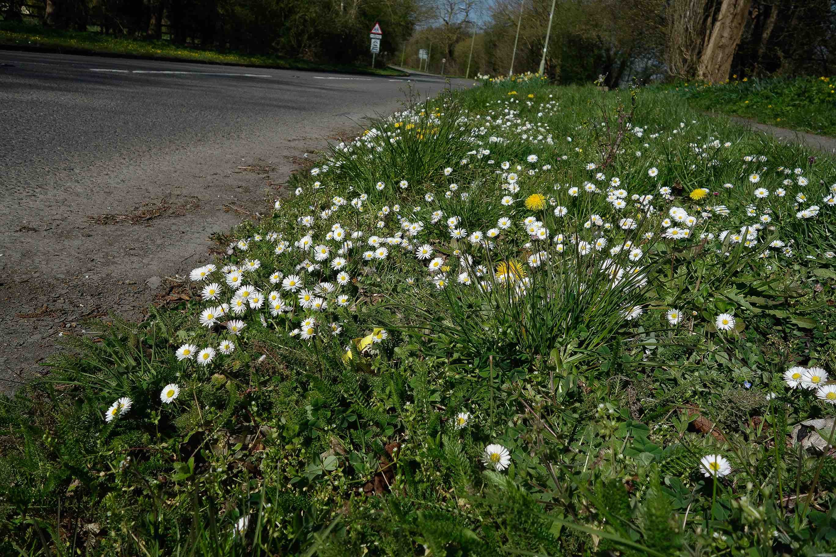 NRN website_OxfordRd_daisies_5940