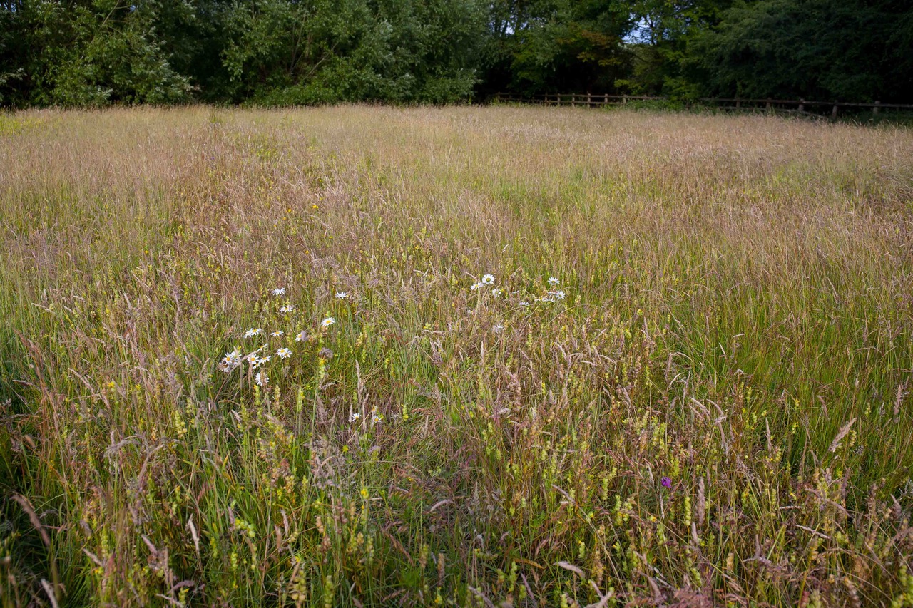 Parks Meadow Restoration First Year