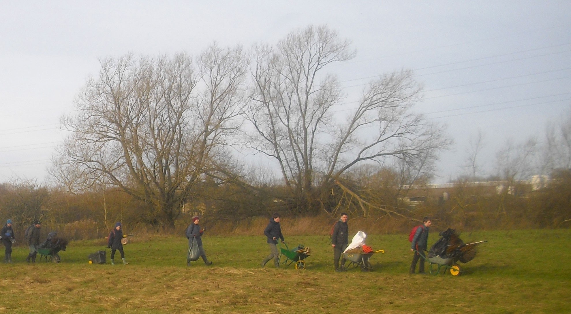 Hedge-planting--2