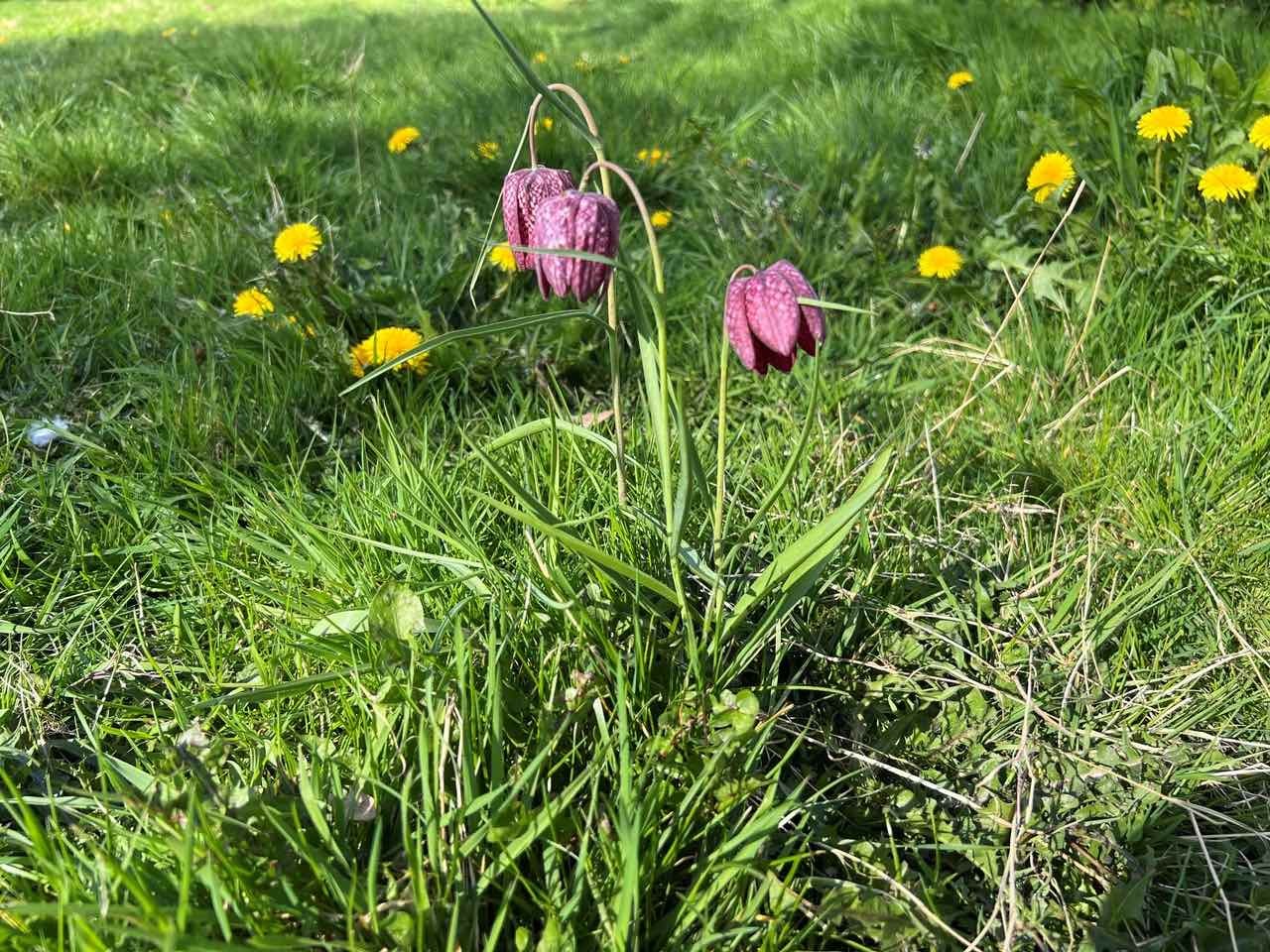 Snakeshead Fritillaries at Dovehouse Close Meadow2 24.03.24