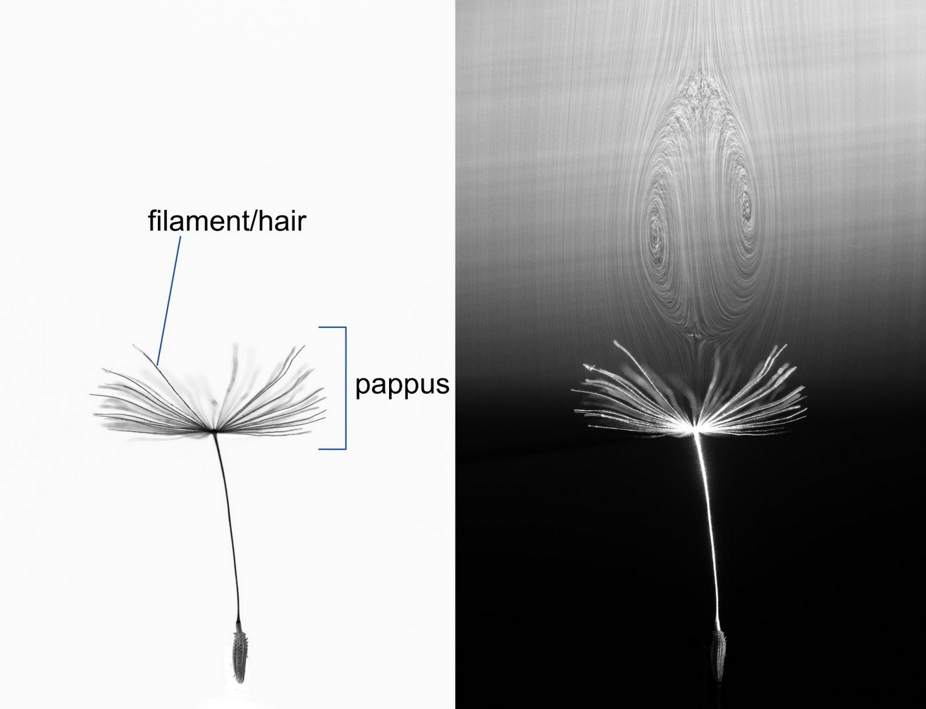 pappas_vortex_ring