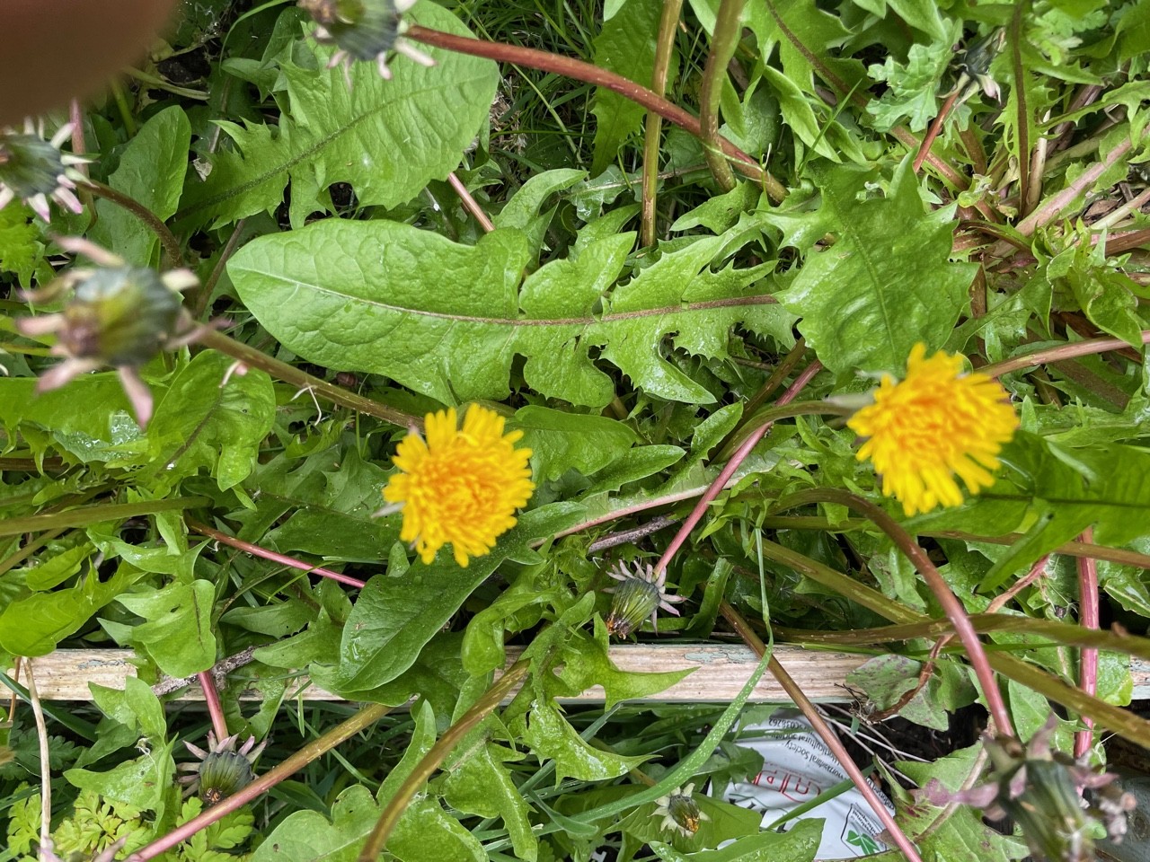 flower_leaves_IMG_5324