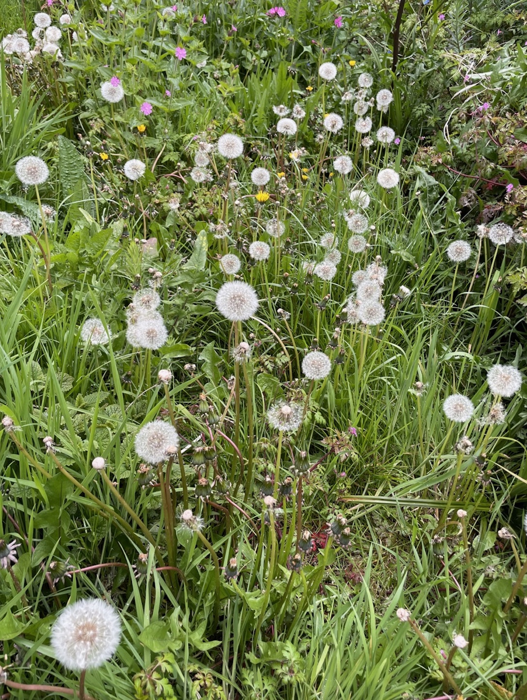 Field_Puffball