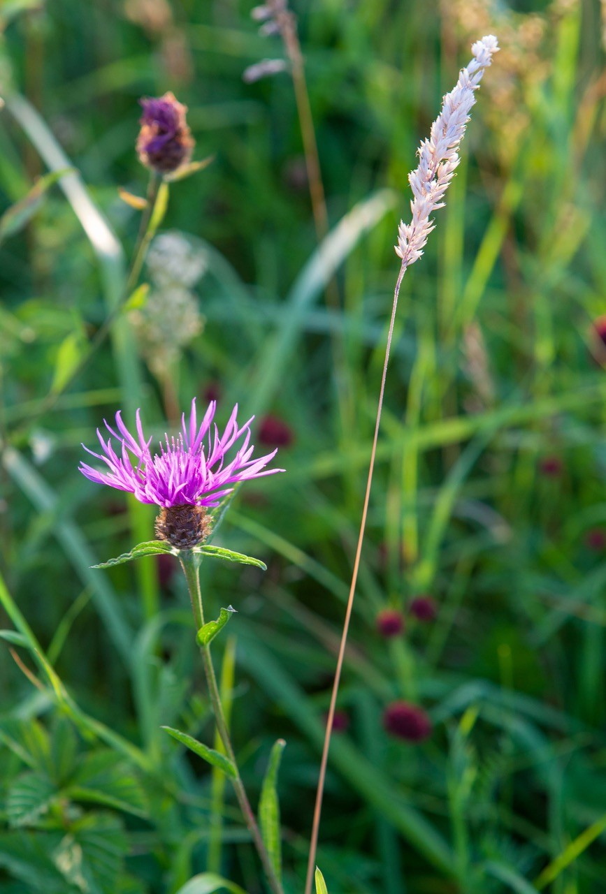 common knapweed-4886