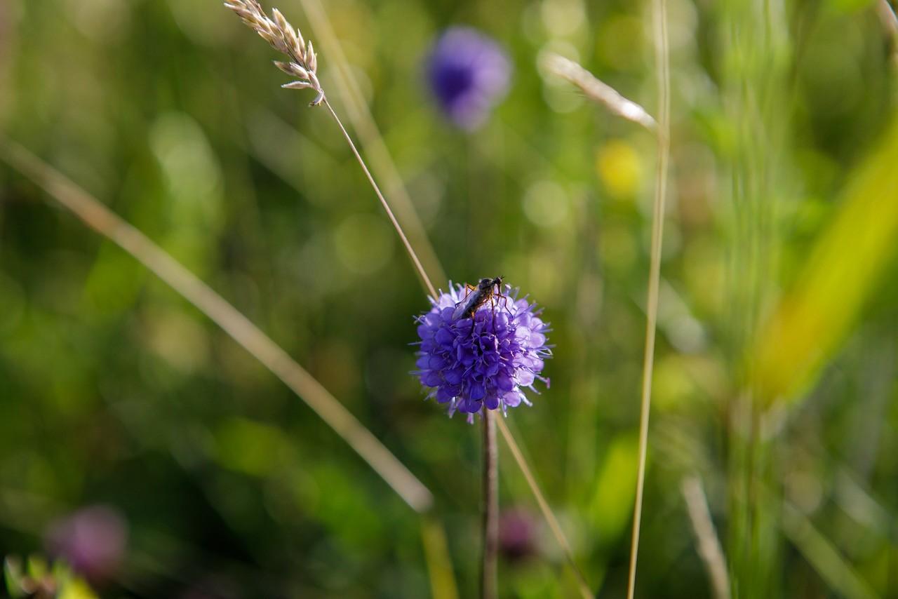 Devil's Bit Scabious