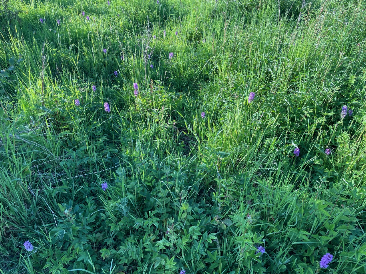 Early Marsh Orchid