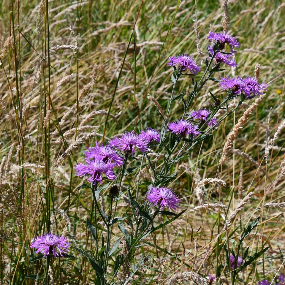 scything_DSC_6186