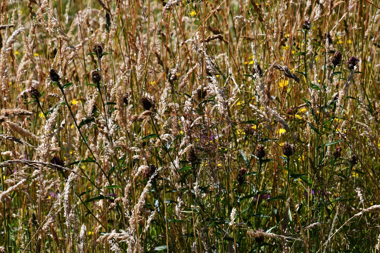 scything_DSC_6180