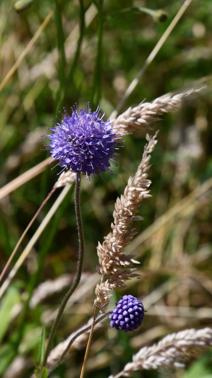 scything_DSC_6192