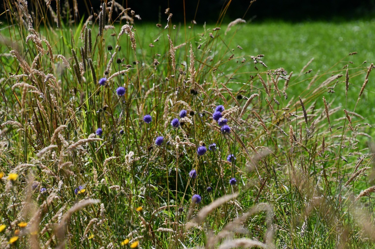 scything_DSC_6226