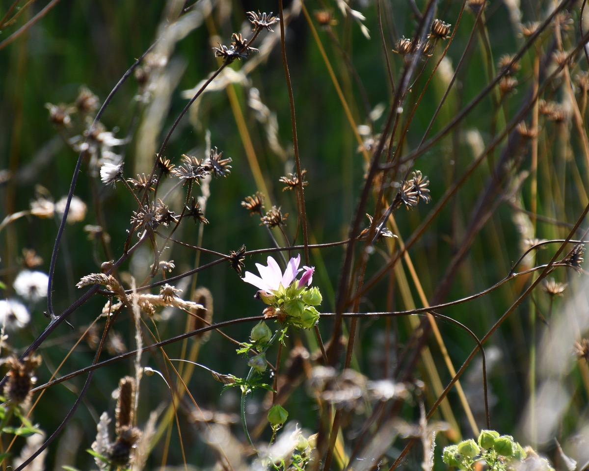 scything_DSC_6517