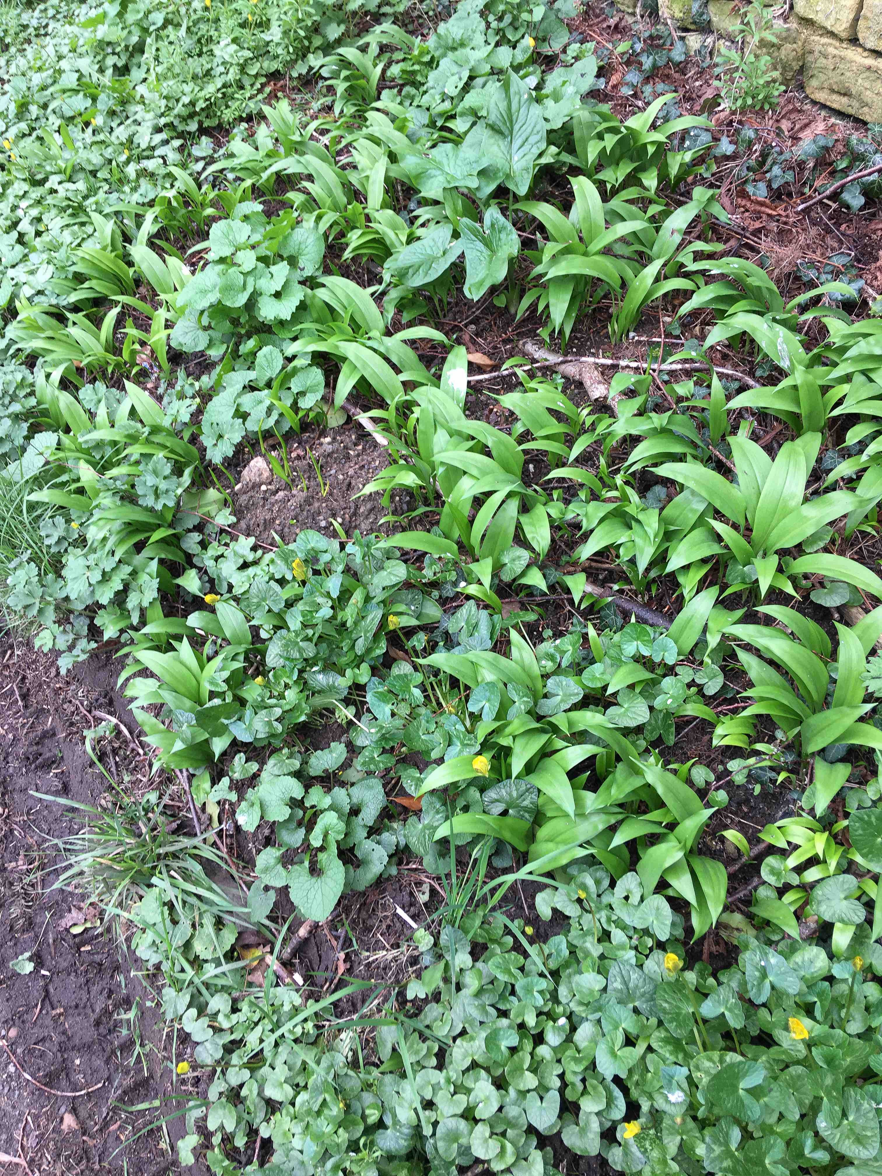 NRN website_wildgarlic_Verge_7402