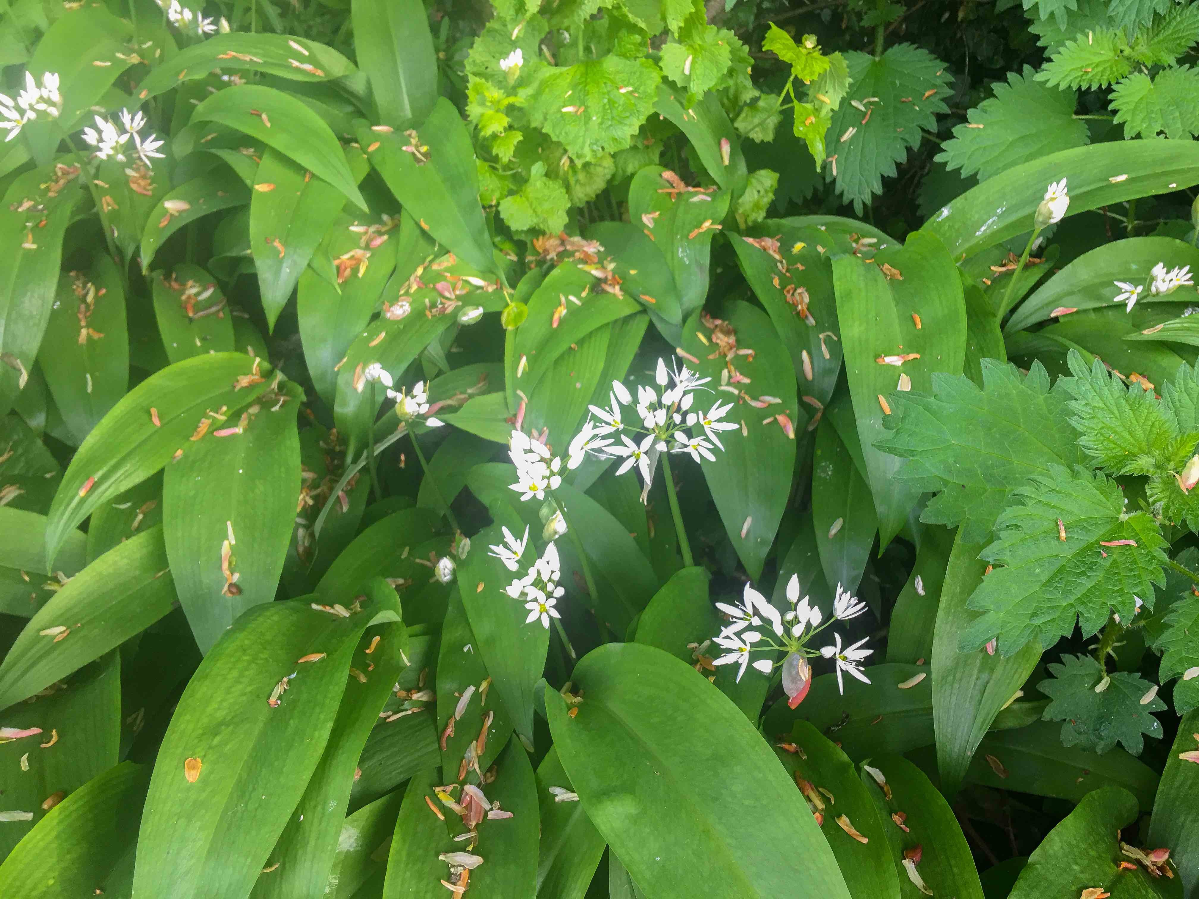 NRN website_wildGarlic_flower_7649