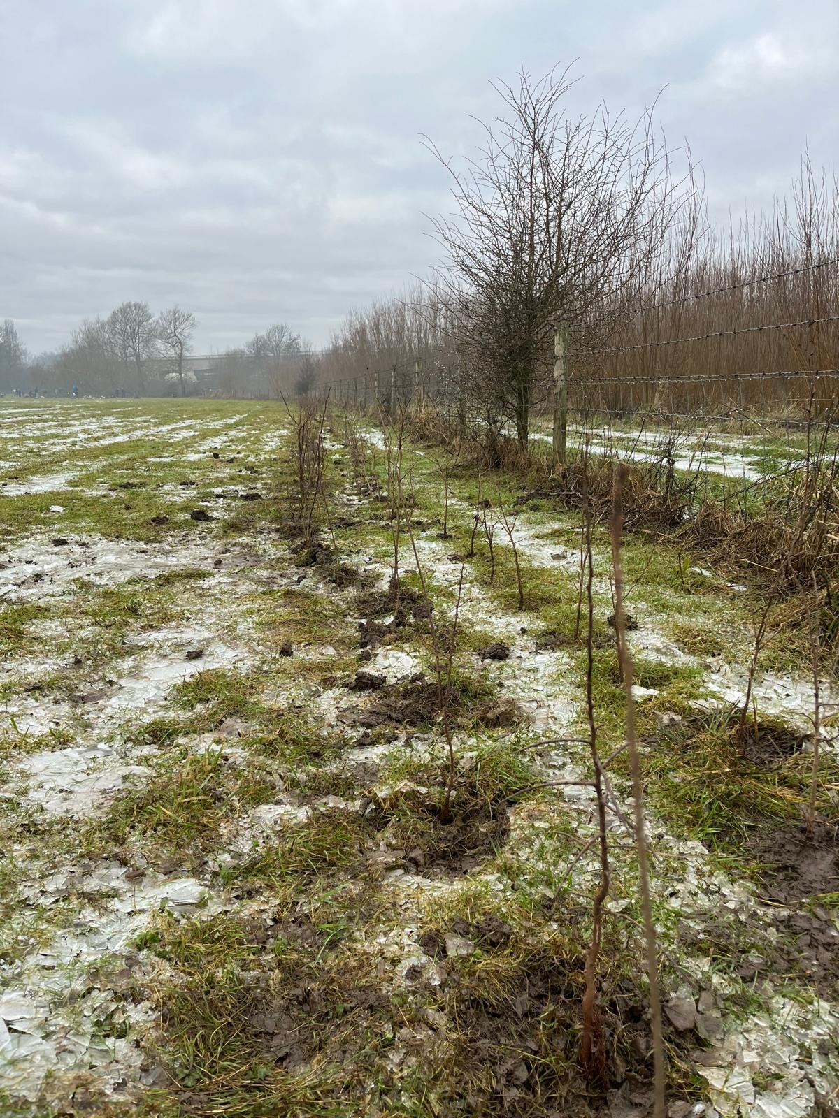 NRN hedge