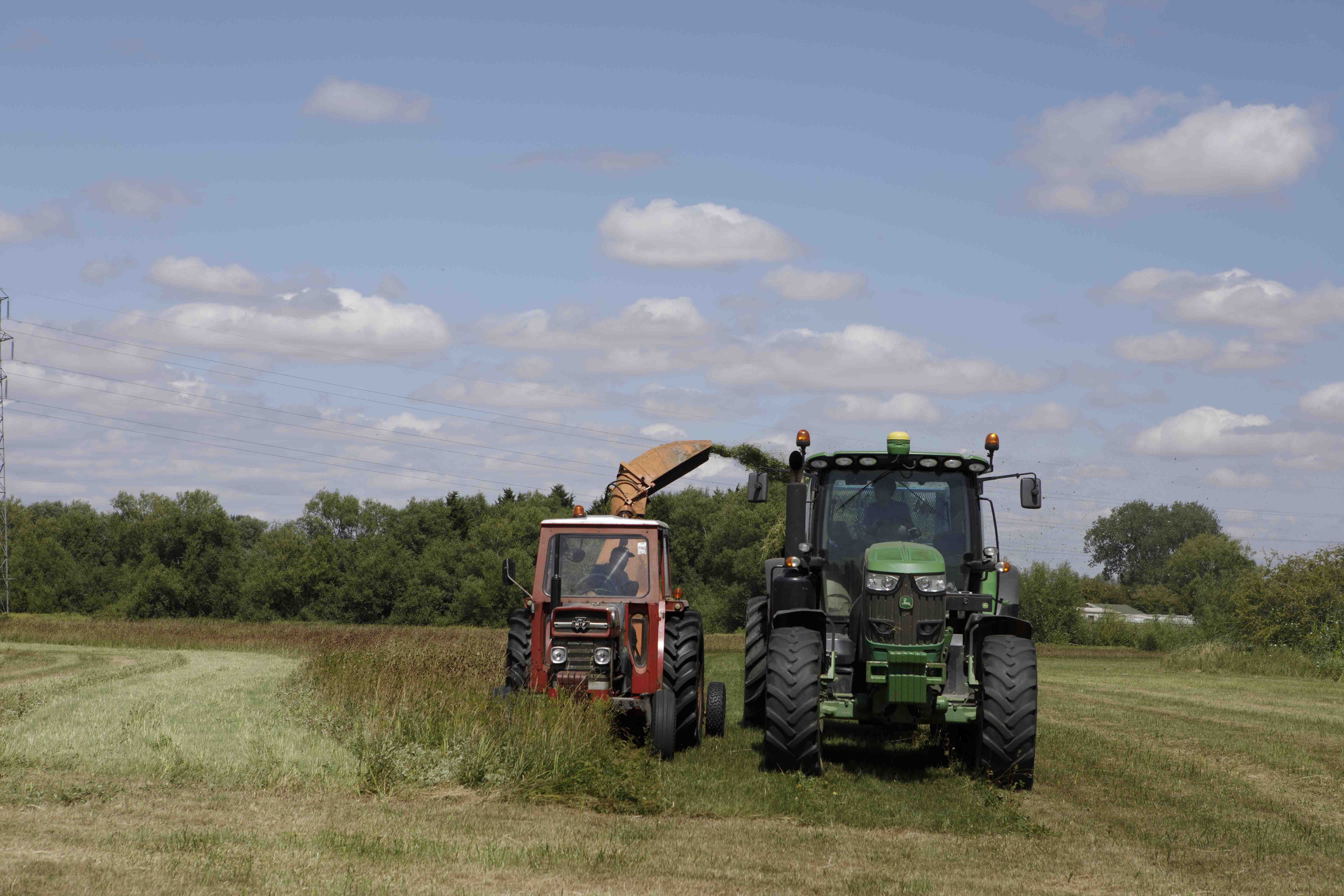 09 Collecting green hay-9885