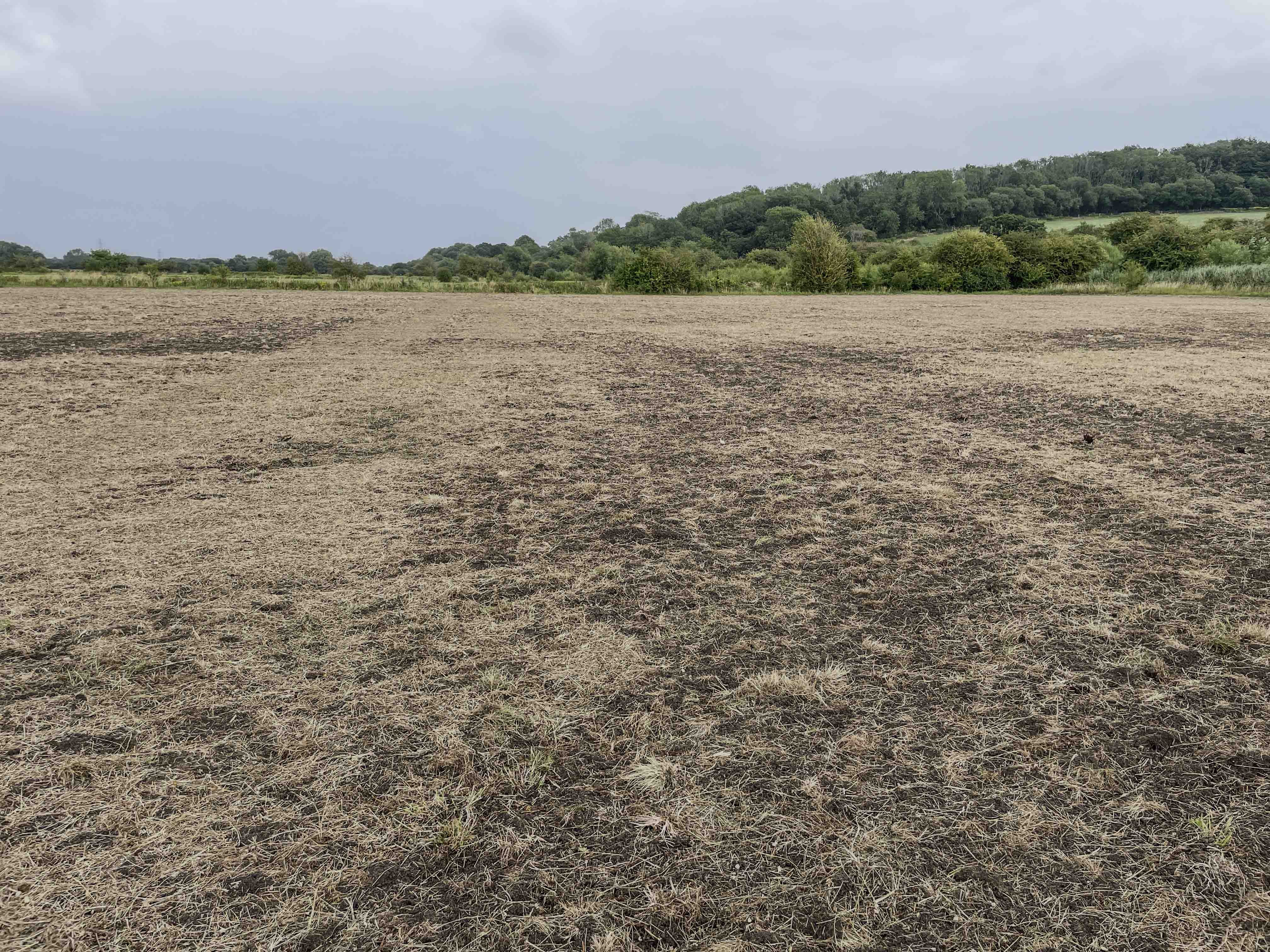 28Seed too thickly sown and gaps in sowing-9663