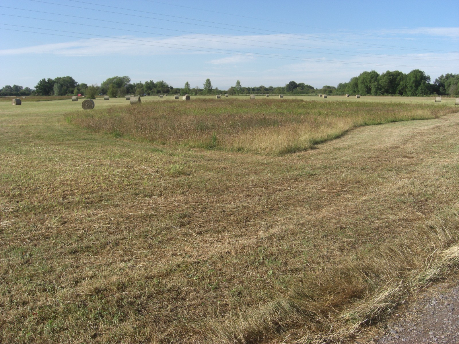 Bales_green_CIMG1722